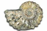 Bumpy Ammonite (Douvilleiceras) Fossil - Madagascar #343822-1